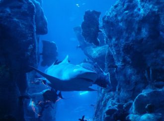 W5 On Tour The Hunt – Extreme Existence