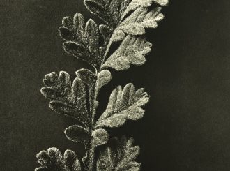 All images part of ‘Wundergarten der Natur’,1932 © Estate of Karl Blossfeldt, Courtesy Hayward Gallery Touring