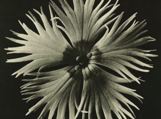 All images part of ‘Wundergarten der Natur’,1932 © Estate of Karl Blossfeldt, Courtesy Hayward Gallery Touring