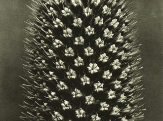 All images part of ‘Wundergarten der Natur’,1932 © Estate of Karl Blossfeldt, Courtesy Hayward Gallery Touring