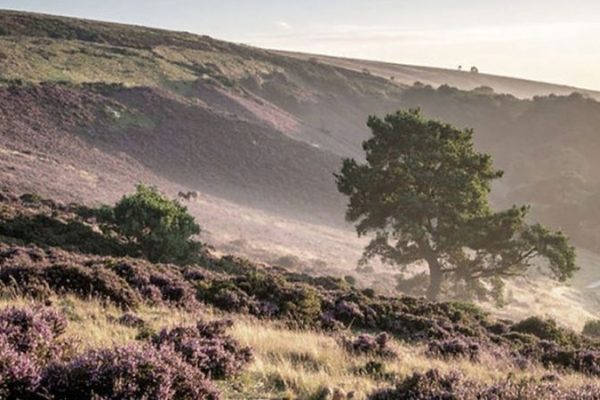 Thomas Hardy’s Return of the Native