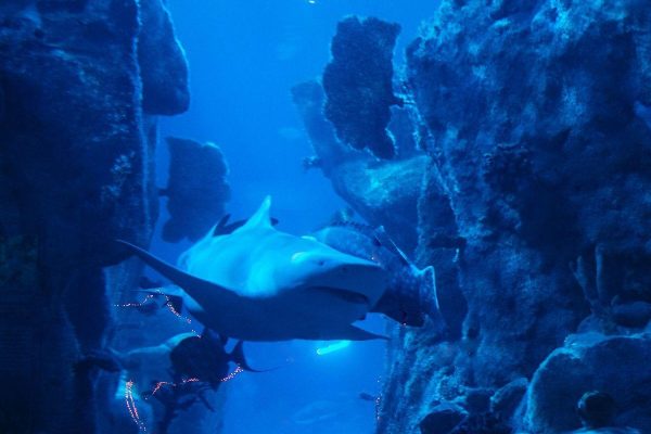 W5 on Tour: The Hunt – Extreme Existence | NISF Roadshow